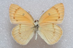 Colotis fausta