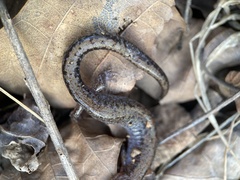 Plethodon ventralis