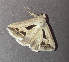 Cuneisigna obstans