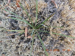 Dasylirion acrotrichum