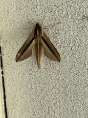 Theretra silhetensis