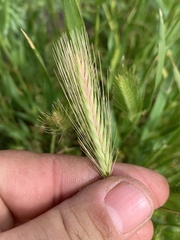 Hordeum murinum