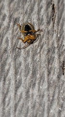 Xanthogaleruca luteola