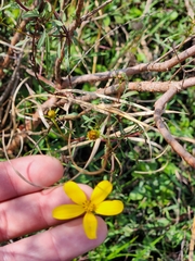 Bidens mitis