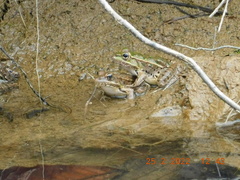 Lithobates berlandieri