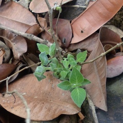 Strobilanthes pavala