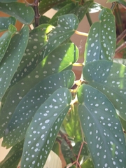 Begonia maculata