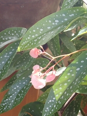 Begonia maculata