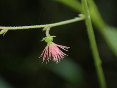 Acalypha platyphylla