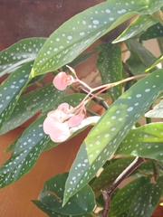 Begonia maculata