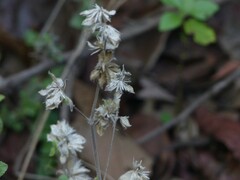 Strobilanthes pavala