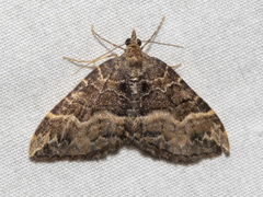 Chrysolarentia lucidulata