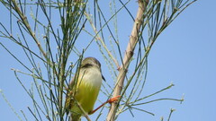 Prinia flaviventris