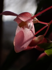 Begonia maculata
