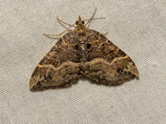 Chrysolarentia lucidulata