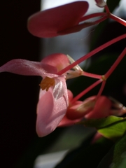 Begonia maculata