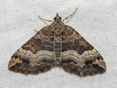 Chrysolarentia lucidulata