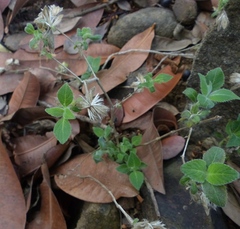 Strobilanthes pavala