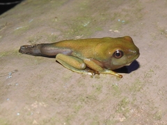 Agalychnis