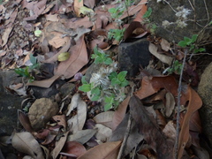 Strobilanthes pavala