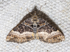 Chrysolarentia lucidulata