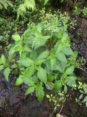 Adenostemma viscosum