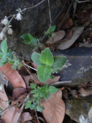 Strobilanthes pavala