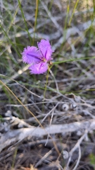 Thysanotus tuberosus