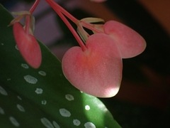 Begonia maculata