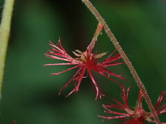 Acalypha platyphylla