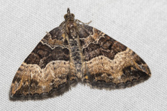 Chrysolarentia lucidulata