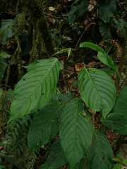 Acalypha platyphylla