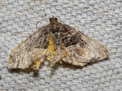 Chrysolarentia lucidulata