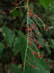 Acalypha platyphylla