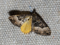 Chrysolarentia lucidulata