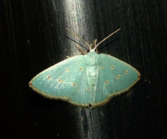 Comostolopsis stillata