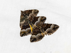 Chrysolarentia lucidulata