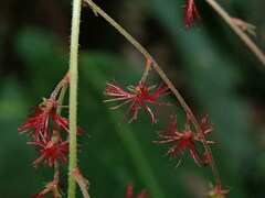 Acalypha platyphylla
