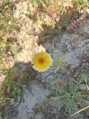 Layia platyglossa
