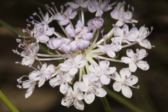 Trachymene grandis