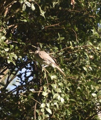 Philemon corniculatus