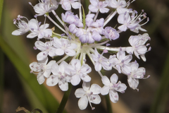 Trachymene grandis