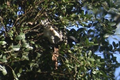 Philemon corniculatus
