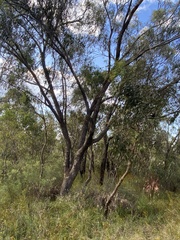 Eucalyptus bridgesiana
