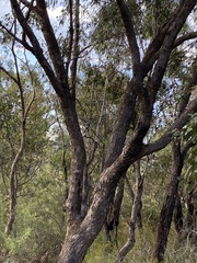 Eucalyptus bridgesiana