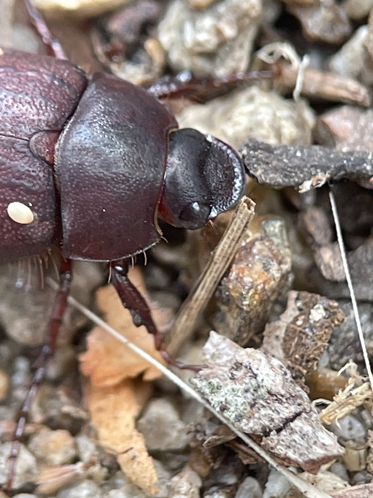 Insects from Frankston South VIC, Australia on January 22, 2023 at 01: ...