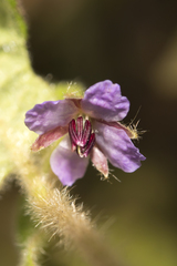 Tremandra stelligera