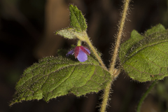 Tremandra stelligera