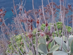 Cotyledon orbiculata