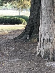Sciurus carolinensis